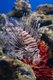 Thailand: Lionfish (Pterois) found in the waters of the Andaman Sea